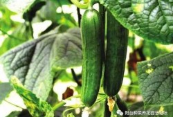 娱乐吃瓜酱不同人风向,揭秘明星们的风向之谜