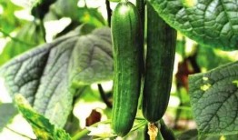 娱乐吃瓜酱不同人风向,揭秘明星们的风向之谜